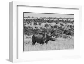 Kenya, Ol Pejeta Conservancy. Black rhinoceros, aka hook-lipped, Critically Endangered species.-Cindy Miller Hopkins-Framed Photographic Print