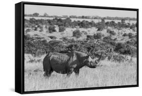 Kenya, Ol Pejeta Conservancy. Black rhinoceros, aka hook-lipped, Critically Endangered species.-Cindy Miller Hopkins-Framed Stretched Canvas