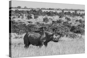 Kenya, Ol Pejeta Conservancy. Black rhinoceros, aka hook-lipped, Critically Endangered species.-Cindy Miller Hopkins-Stretched Canvas