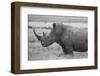 Kenya, Ol Pejeta Conservancy. Southern white rhinoceros near threatened species.-Cindy Miller Hopkins-Framed Photographic Print