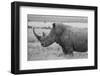 Kenya, Ol Pejeta Conservancy. Southern white rhinoceros near threatened species.-Cindy Miller Hopkins-Framed Photographic Print