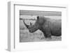 Kenya, Ol Pejeta Conservancy. Southern white rhinoceros near threatened species.-Cindy Miller Hopkins-Framed Photographic Print