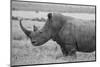 Kenya, Ol Pejeta Conservancy. Southern white rhinoceros near threatened species.-Cindy Miller Hopkins-Mounted Photographic Print