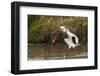 Kenya, saddle-billed stork, with fish-George Theodore-Framed Photographic Print