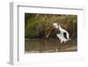 Kenya, saddle-billed stork, with fish-George Theodore-Framed Photographic Print