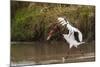 Kenya, saddle-billed stork, with fish-George Theodore-Mounted Premium Photographic Print