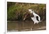 Kenya, saddle-billed stork, with fish-George Theodore-Framed Photographic Print