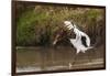 Kenya, saddle-billed stork, with fish-George Theodore-Framed Photographic Print