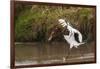 Kenya, saddle-billed stork, with fish-George Theodore-Framed Photographic Print