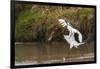 Kenya, saddle-billed stork, with fish-George Theodore-Framed Photographic Print