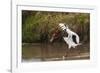 Kenya, saddle-billed stork, with fish-George Theodore-Framed Photographic Print