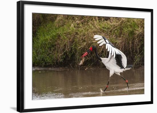Kenya, saddle-billed stork, with fish-George Theodore-Framed Photographic Print