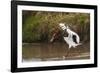 Kenya, saddle-billed stork, with fish-George Theodore-Framed Photographic Print