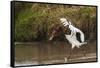 Kenya, saddle-billed stork, with fish-George Theodore-Framed Stretched Canvas