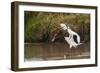 Kenya, saddle-billed stork, with fish-George Theodore-Framed Photographic Print