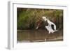 Kenya, saddle-billed stork, with fish-George Theodore-Framed Photographic Print