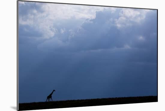 Kenya, Serengeti, Maasai Mara. Masai giraffe in front of stormy sky. Endangered species.-Cindy Miller Hopkins-Mounted Photographic Print