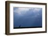 Kenya, Serengeti, Maasai Mara. Masai giraffe in front of stormy sky. Endangered species.-Cindy Miller Hopkins-Framed Photographic Print