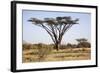 Kenya, Shaba National Park. a Magnificent Acacia Tortilis.-Niels Van Gijn-Framed Photographic Print