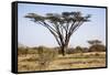 Kenya, Shaba National Park. a Magnificent Acacia Tortilis.-Niels Van Gijn-Framed Stretched Canvas