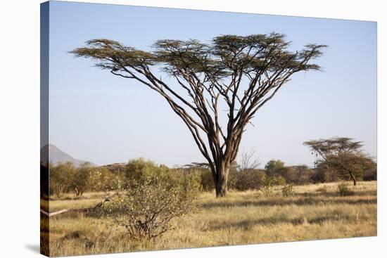 Kenya, Shaba National Park. a Magnificent Acacia Tortilis.-Niels Van Gijn-Stretched Canvas