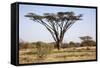 Kenya, Shaba National Park. a Magnificent Acacia Tortilis.-Niels Van Gijn-Framed Stretched Canvas