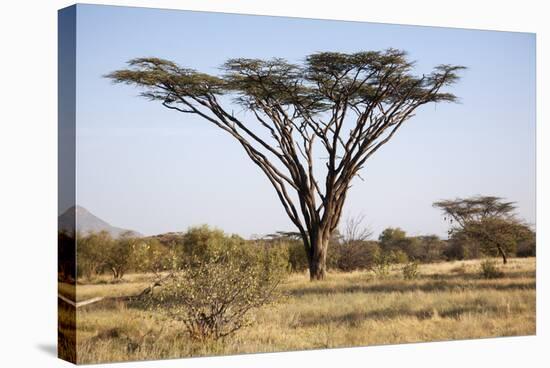 Kenya, Shaba National Park. a Magnificent Acacia Tortilis.-Niels Van Gijn-Stretched Canvas