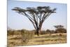 Kenya, Shaba National Park. a Magnificent Acacia Tortilis.-Niels Van Gijn-Mounted Photographic Print