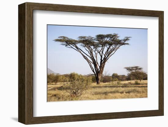 Kenya, Shaba National Park. a Magnificent Acacia Tortilis.-Niels Van Gijn-Framed Photographic Print