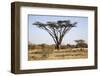 Kenya, Shaba National Park. a Magnificent Acacia Tortilis.-Niels Van Gijn-Framed Photographic Print