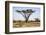 Kenya, Shaba National Park. a Magnificent Acacia Tortilis.-Niels Van Gijn-Framed Photographic Print