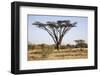 Kenya, Shaba National Park. a Magnificent Acacia Tortilis.-Niels Van Gijn-Framed Photographic Print