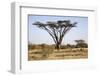 Kenya, Shaba National Park. a Magnificent Acacia Tortilis.-Niels Van Gijn-Framed Photographic Print