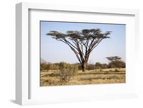 Kenya, Shaba National Park. a Magnificent Acacia Tortilis.-Niels Van Gijn-Framed Photographic Print