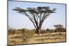 Kenya, Shaba National Park. a Magnificent Acacia Tortilis.-Niels Van Gijn-Mounted Photographic Print