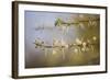 Kenya, Shaba National Park. Acacia Tree in Bloom-Niels Van Gijn-Framed Photographic Print