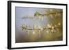 Kenya, Shaba National Park. Acacia Tree in Bloom-Niels Van Gijn-Framed Photographic Print