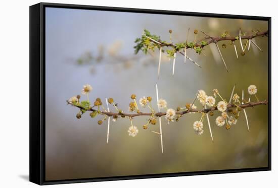 Kenya, Shaba National Park. Acacia Tree in Bloom-Niels Van Gijn-Framed Stretched Canvas