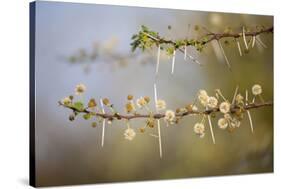 Kenya, Shaba National Park. Acacia Tree in Bloom-Niels Van Gijn-Stretched Canvas