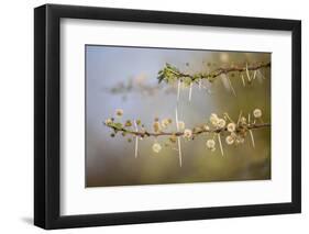 Kenya, Shaba National Park. Acacia Tree in Bloom-Niels Van Gijn-Framed Photographic Print