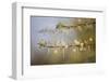 Kenya, Shaba National Park. Acacia Tree in Bloom-Niels Van Gijn-Framed Photographic Print