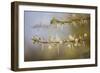 Kenya, Shaba National Park. Acacia Tree in Bloom-Niels Van Gijn-Framed Photographic Print