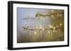 Kenya, Shaba National Park. Acacia Tree in Bloom-Niels Van Gijn-Framed Photographic Print