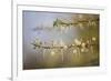 Kenya, Shaba National Park. Acacia Tree in Bloom-Niels Van Gijn-Framed Photographic Print