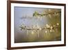 Kenya, Shaba National Park. Acacia Tree in Bloom-Niels Van Gijn-Framed Photographic Print