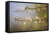 Kenya, Shaba National Park. Acacia Tree in Bloom-Niels Van Gijn-Framed Stretched Canvas