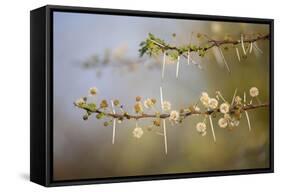 Kenya, Shaba National Park. Acacia Tree in Bloom-Niels Van Gijn-Framed Stretched Canvas