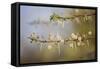 Kenya, Shaba National Park. Acacia Tree in Bloom-Niels Van Gijn-Framed Stretched Canvas