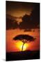 Kenya Sunrise-Susann Parker-Mounted Photographic Print