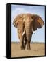 Kenya, Taita-Taveta County, Tsavo East National Park. a Fine Bull African Elephant on the Move.-Nigel Pavitt-Framed Stretched Canvas